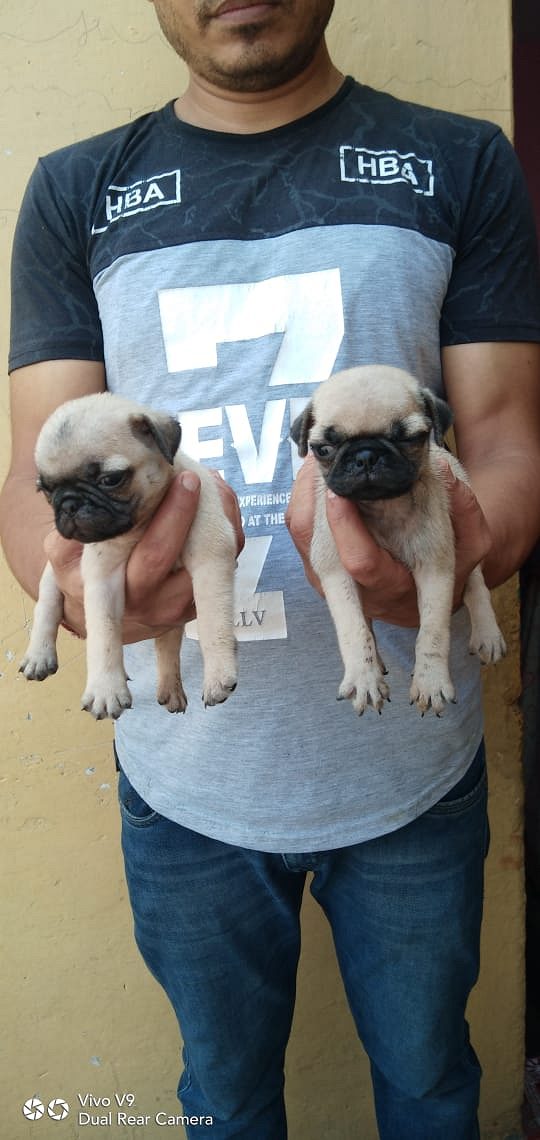 IMPORT LINEAGE PUG PUPPS @ ROYAL ORCHID PAWS 9205546224