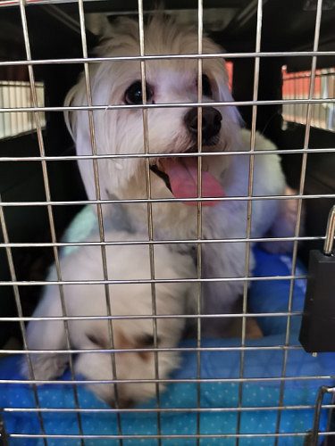 Imported Pure Maltese dog for sale