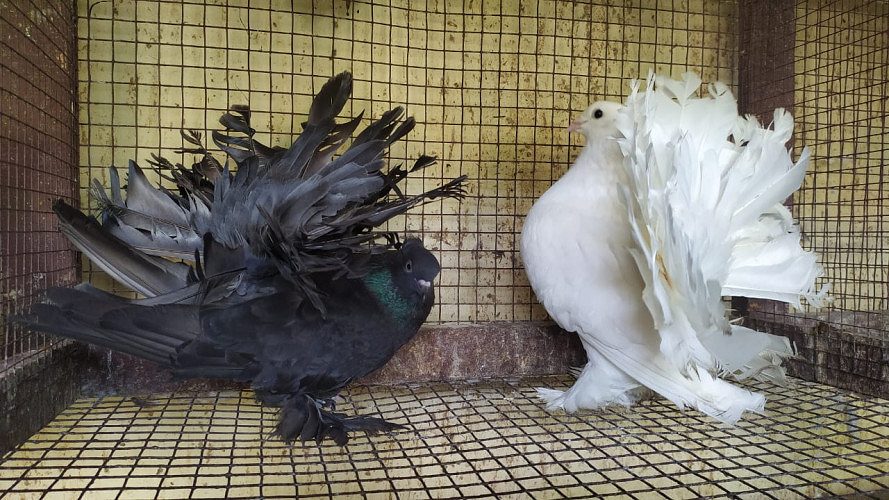 Indian fan tail ( fancy pigeon )
