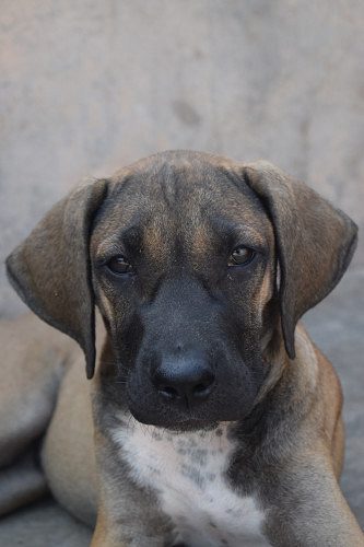 INDIAN MASTIFF BULLY KUTTA PUPPY | IMPORT BLOODLINE | 75 DAYS OLD