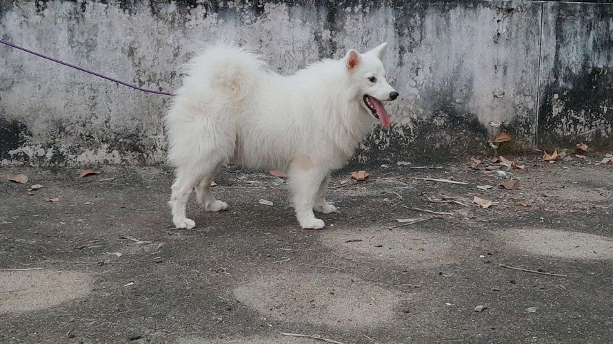 Indian spitz male dog 4 sale