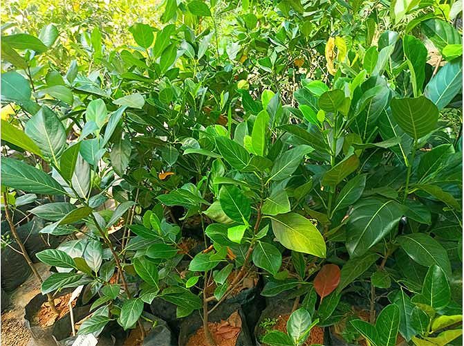 Jack Fruit Plants(പ്ലാവ്)