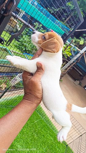 Jack Russell terrier