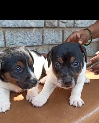 Jack Russell terrier