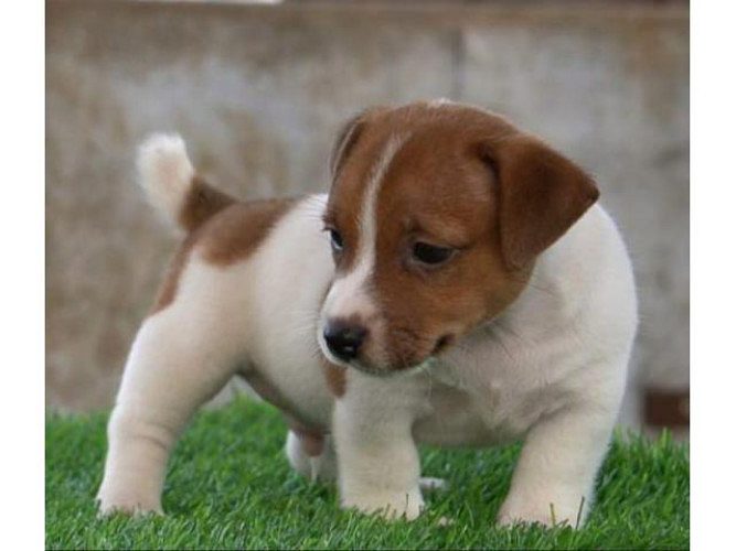 Jack Russell terrier