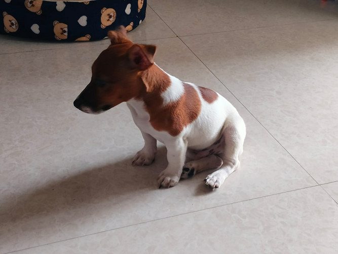 Jack Russle Terrier Male Puppy