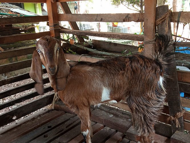 Jamunapyari beettle cross goat