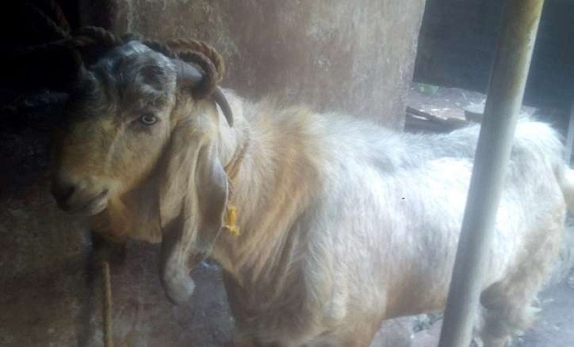 japna pari breeding goat for sale