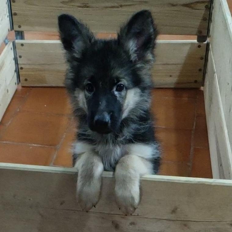 Jerman sheford puppy