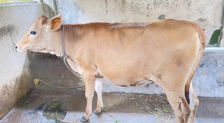Jersey Cow