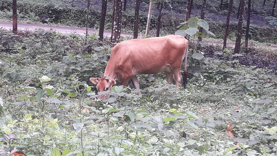 Jersey cow for sale