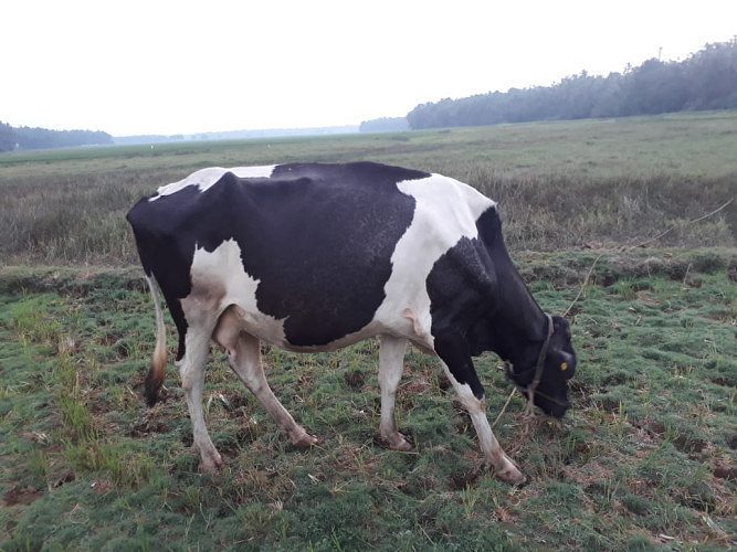 Jersey cow