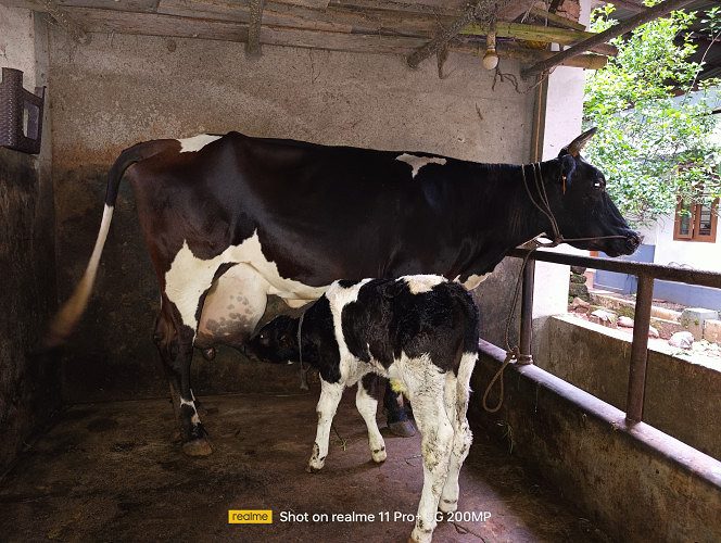 Jersy cow and calf for sale