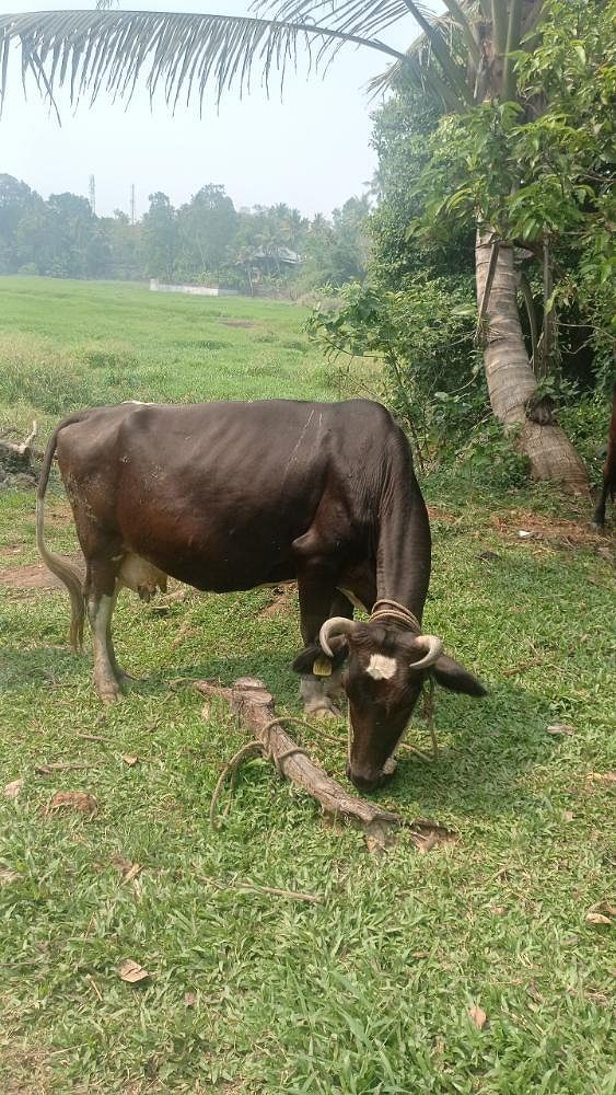 Jersy cow
