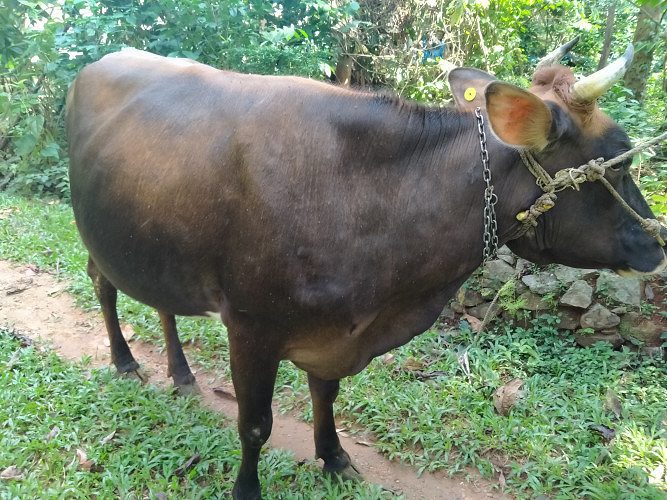 Jursey Cow 270 days(9 months) pregnant