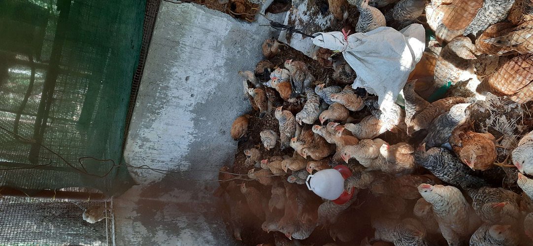 kairali gramapriya hen