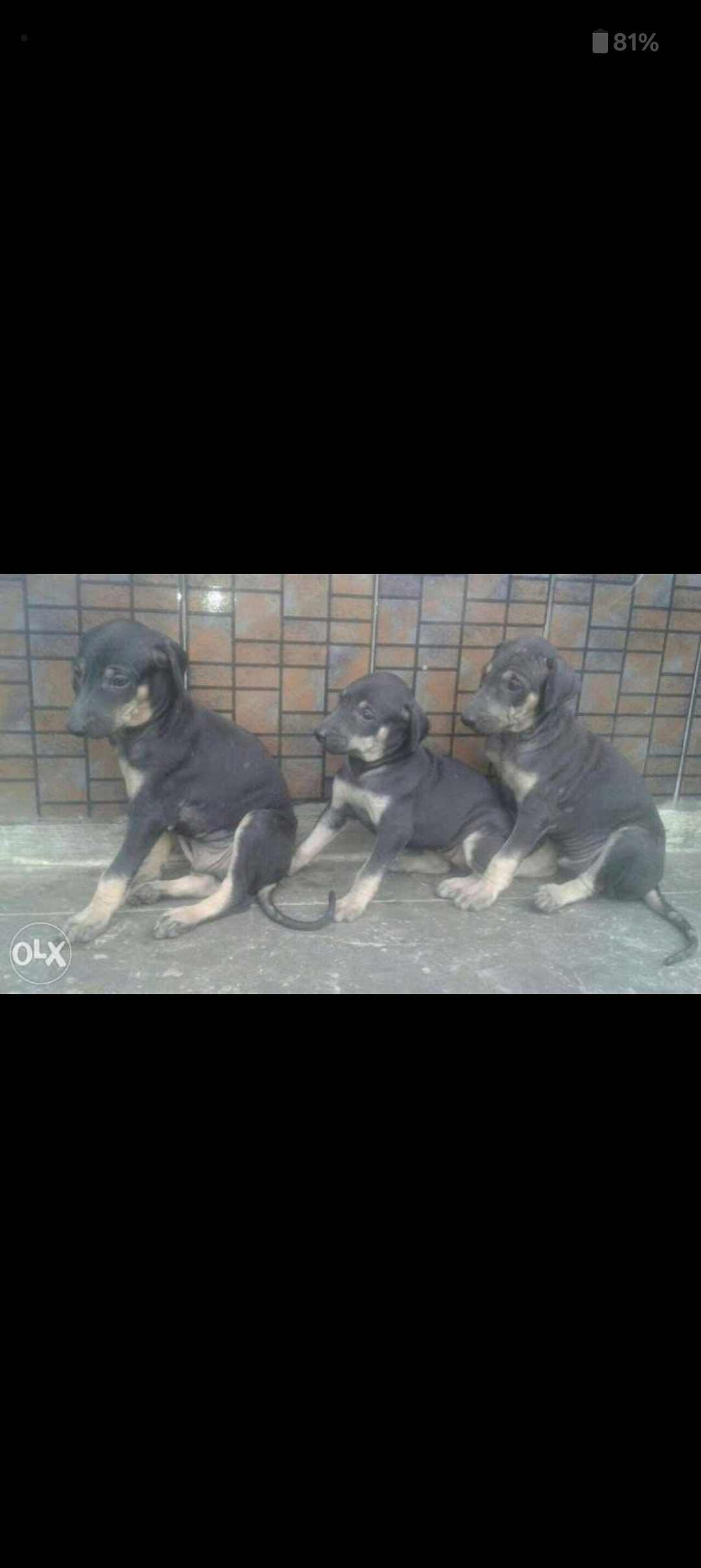 Kanni and chippipparai puppies 🐶🐶