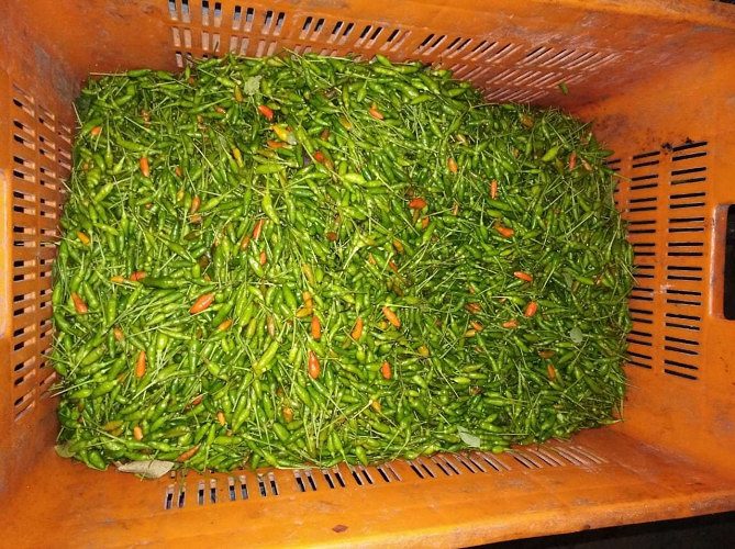 Kanthari Mulaku Fresh