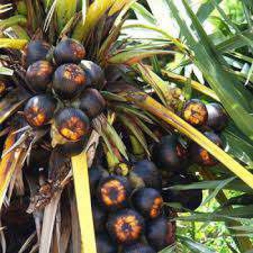 karimpana/Palmyra palm tree 