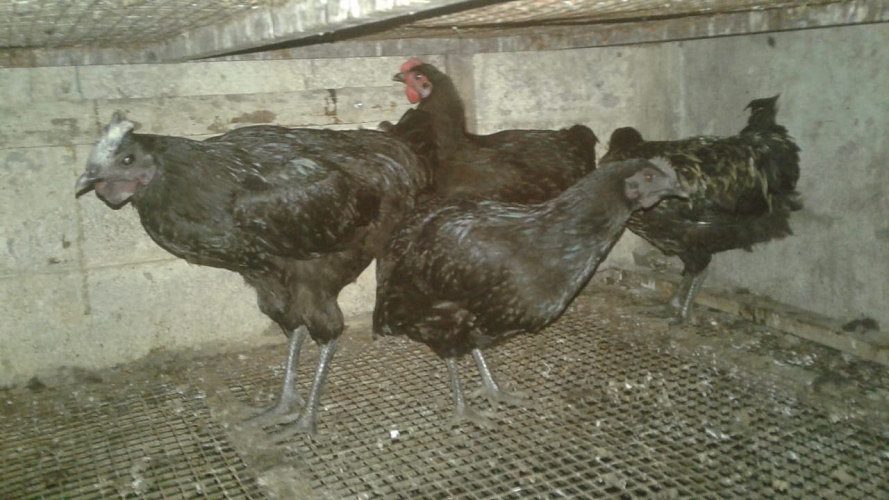 Karinkoyi Black Hens