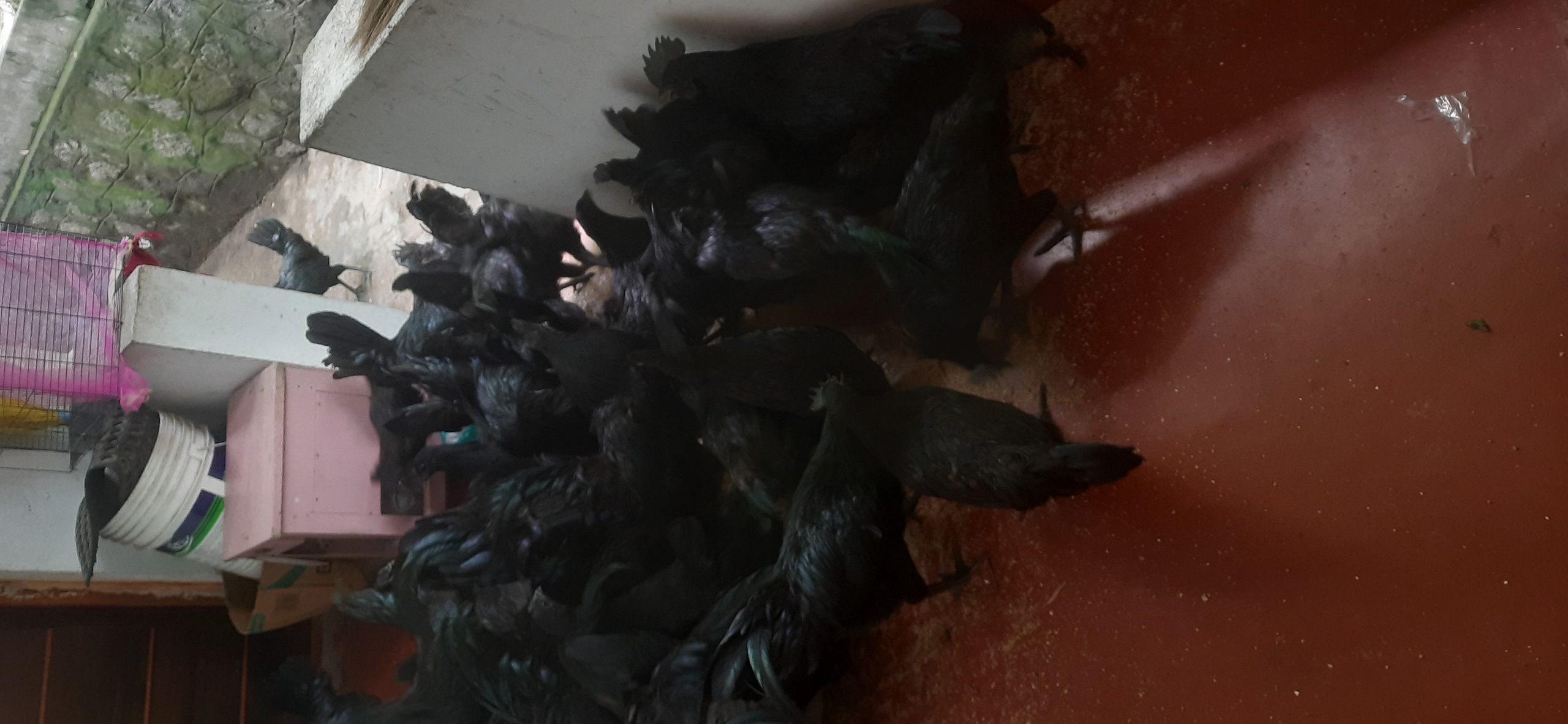 Karinkozhi Available