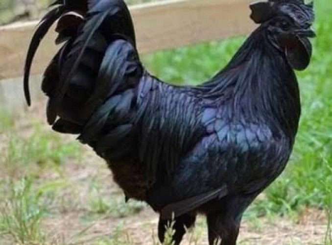 Karinkozhi kadaknath