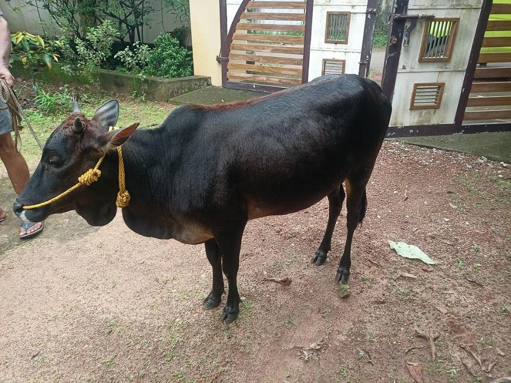 Kasaragod Dwarf Cow