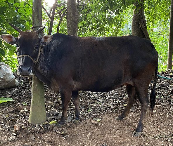 കാസർഗോഡ് കുള്ളൻ പശു/ Kasaragod Dwarf