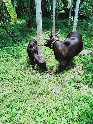 Kasargod Dwarf with Calf