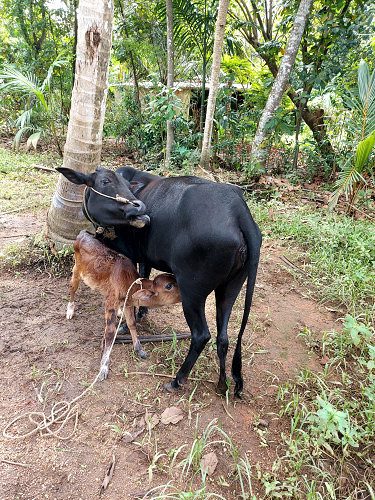 Kasargod Dwarf Cow