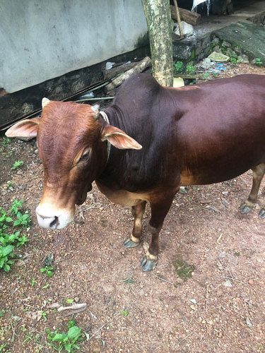Kasargod gullan cow & bull for sale