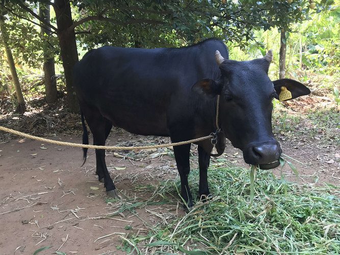 Kasargod kullan cow with Vechur male calf
