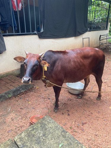 Kasargod Kullan Cow 2 Year Old and Kapila Bull 1.5 Years for Sale