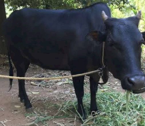 Kasargod kullan cow and vechoor male calf for sale