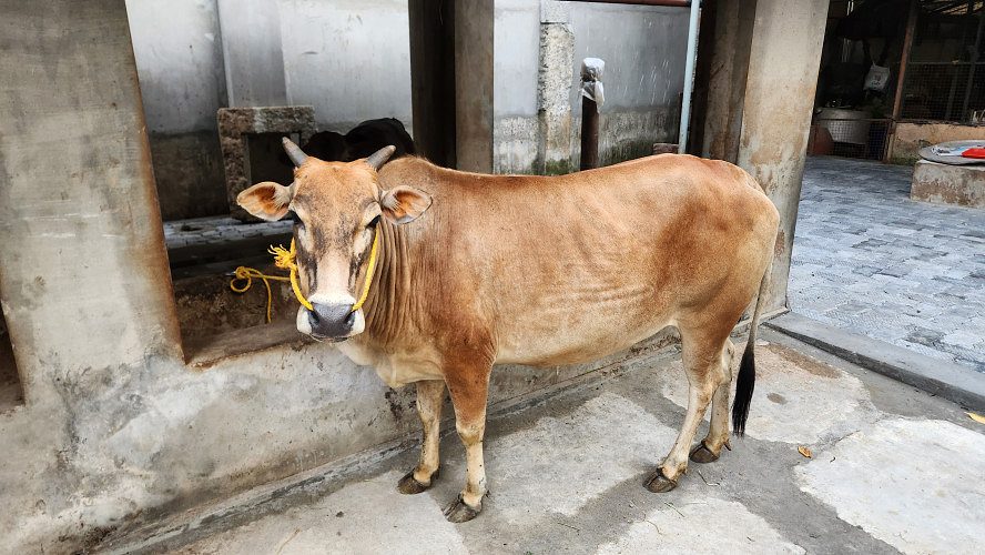 Kasargod Kullan (7 months pregnant)