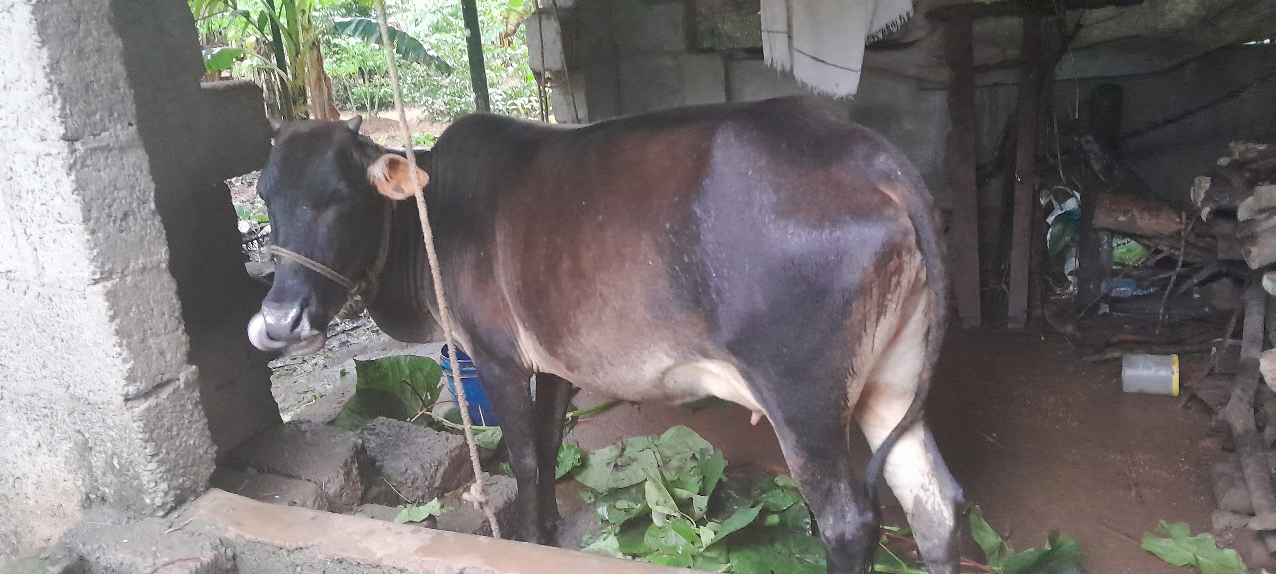 Kasargod kullan pasu