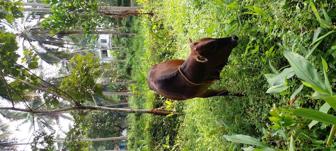 Kasargodan kullan cow