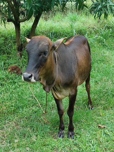 Kasargode Kullan bull