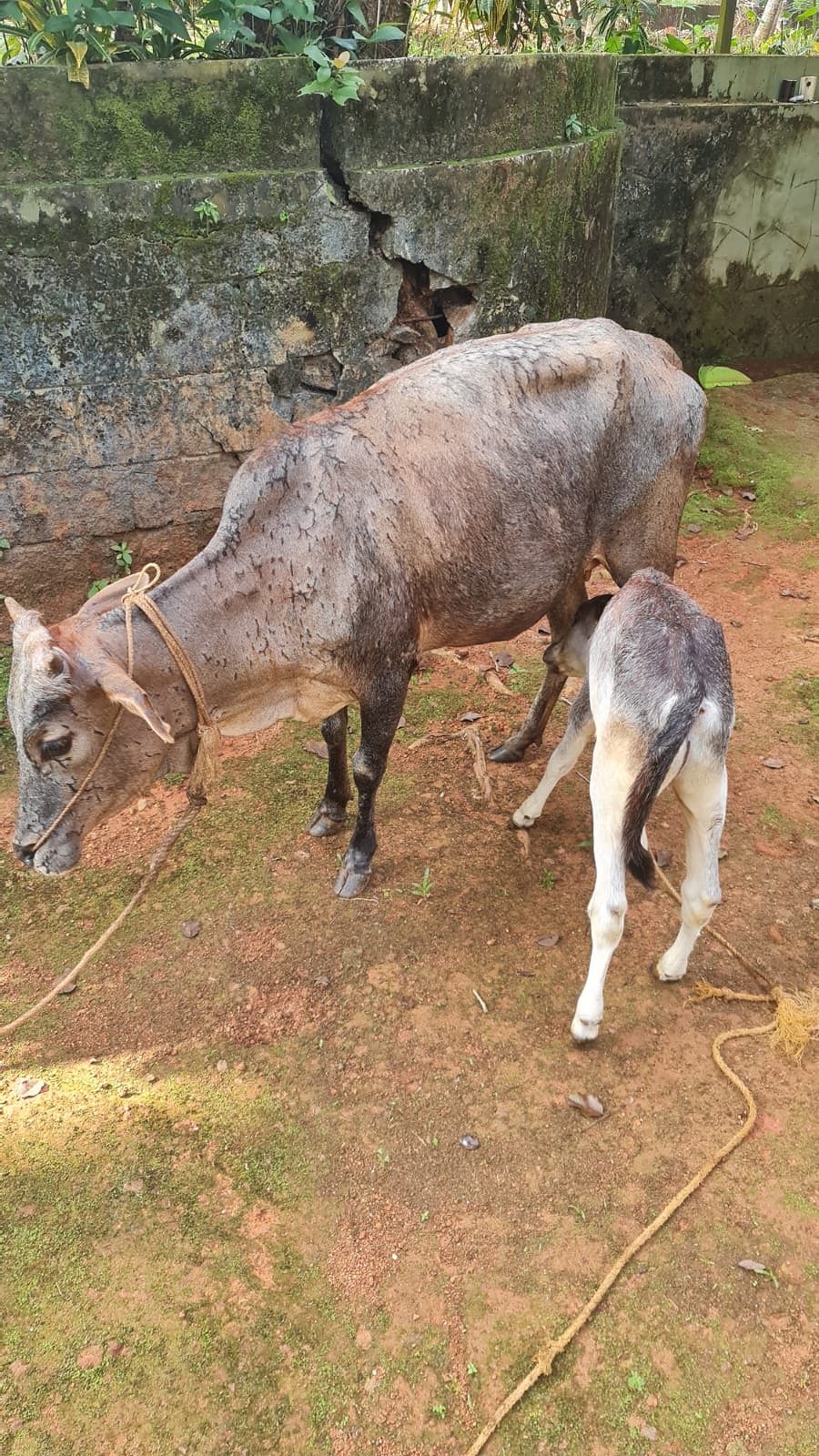 Kasargodu Kullan and Calf