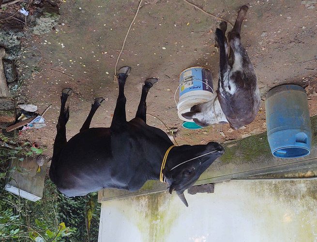 Kasarkode Kullan Cow and Kid male 