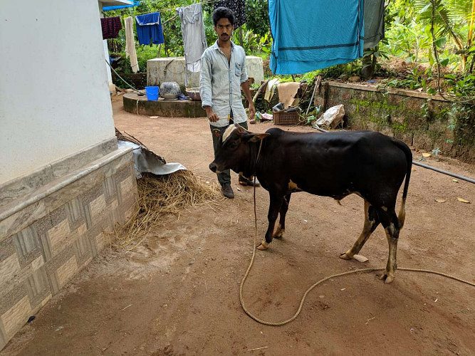 Kaserkod kullan calf 1 year old