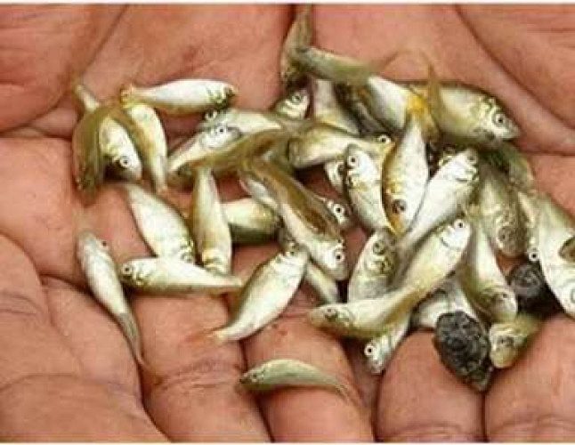 Katla fish seeds available for more details contact 81378982