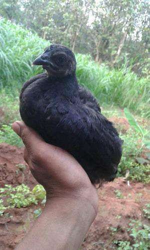 Kazhinkozhi for sale at reasonable price 