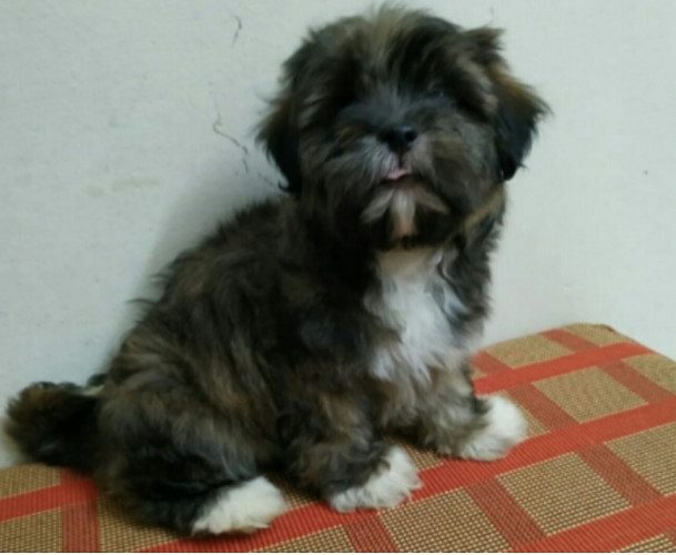 KCI certified purest bred Lhasa Apso