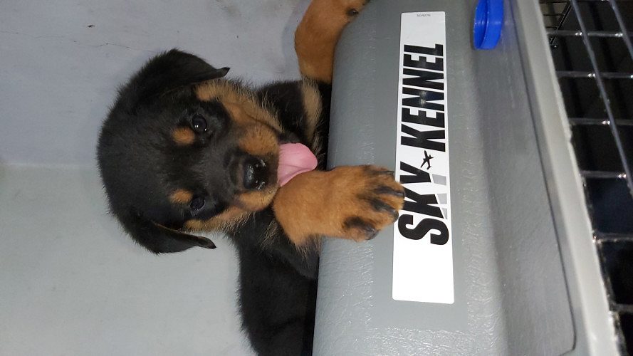 Kci certified Rottweiler pups of champion lineage