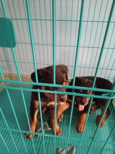 KCI certified Rottweiler puppies male and female for sale