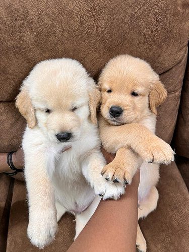 KCI REGISTERED GOLDEN RETRIEVER PUPPIES