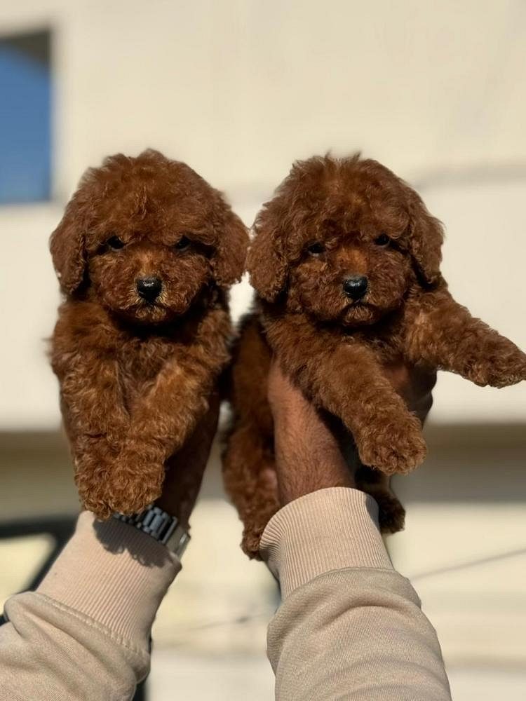 KCI registered Poodle puppies available in Goa