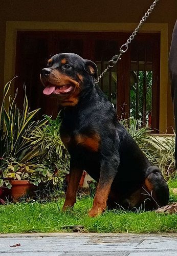 Kci Registered Rottweiler 4 years old
