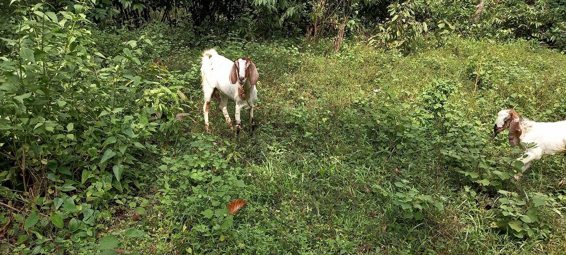 Kerala, malabari goats